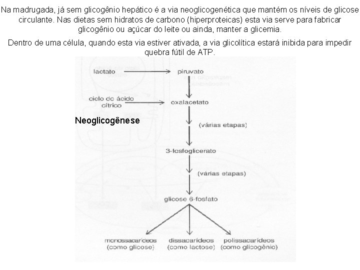 Na madrugada, já sem glicogênio hepático é a via neoglicogenética que mantém os níveis