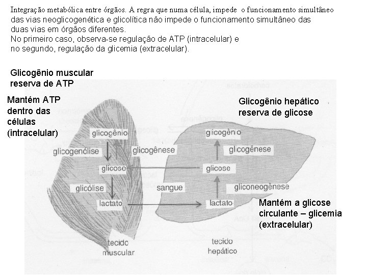 Integração metabólica entre órgãos. A regra que numa célula, impede o funcionamento simultâneo das