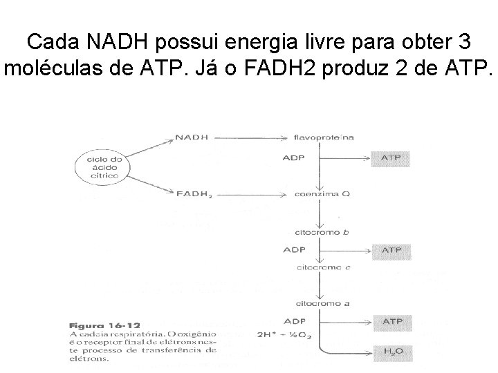 Cada NADH possui energia livre para obter 3 moléculas de ATP. Já o FADH