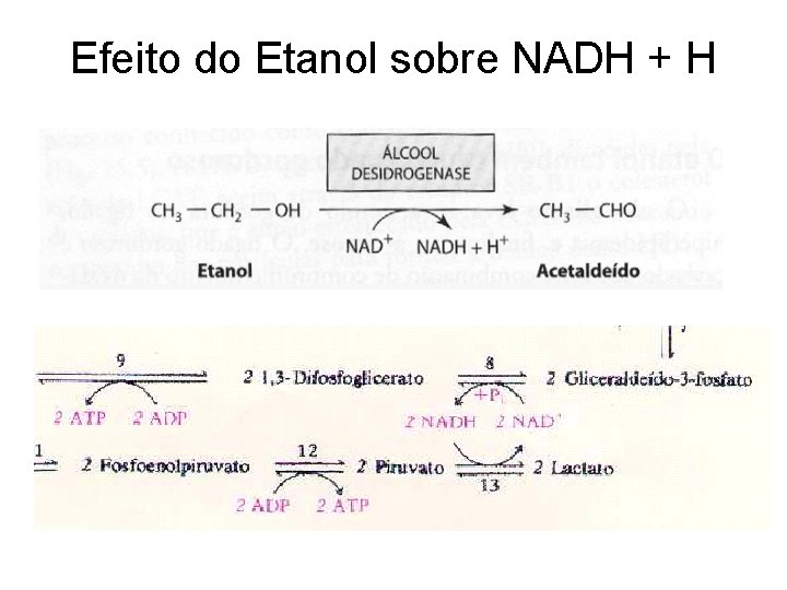 Efeito do Etanol sobre NADH + H 