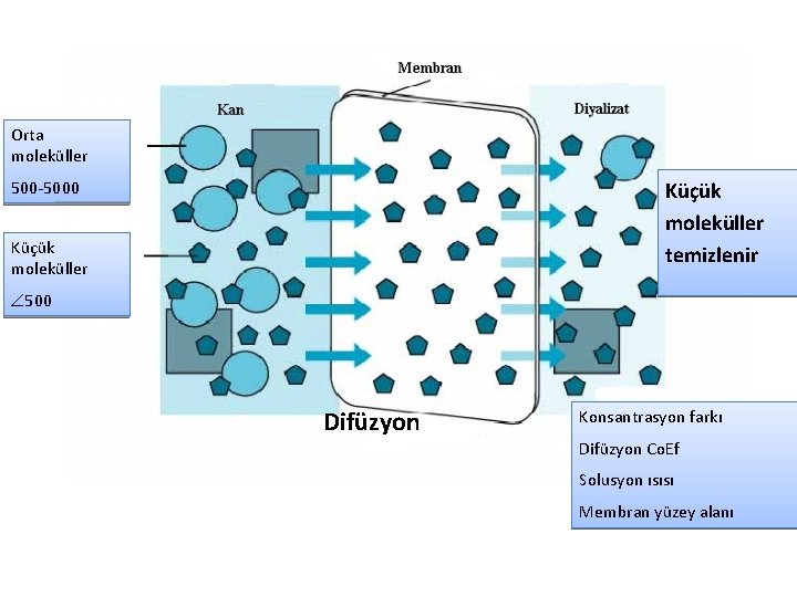 Orta moleküller 500 -5000 Küçük moleküller temizlenir Küçük moleküller 500 Difüzyon Konsantrasyon farkı Difüzyon