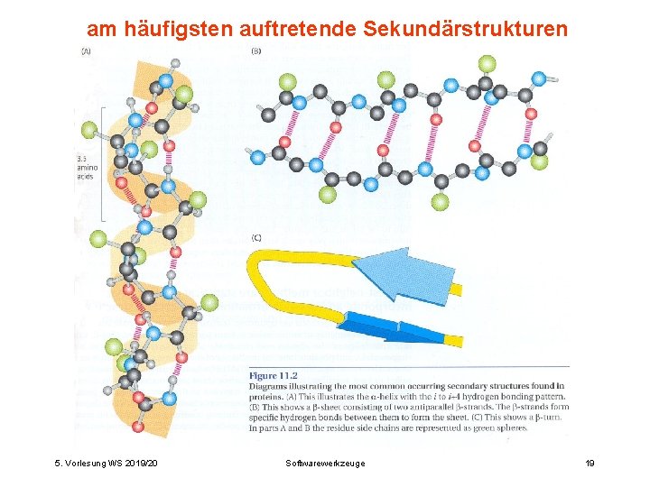 am häufigsten auftretende Sekundärstrukturen 5. Vorlesung WS 2019/20 Softwarewerkzeuge 19 