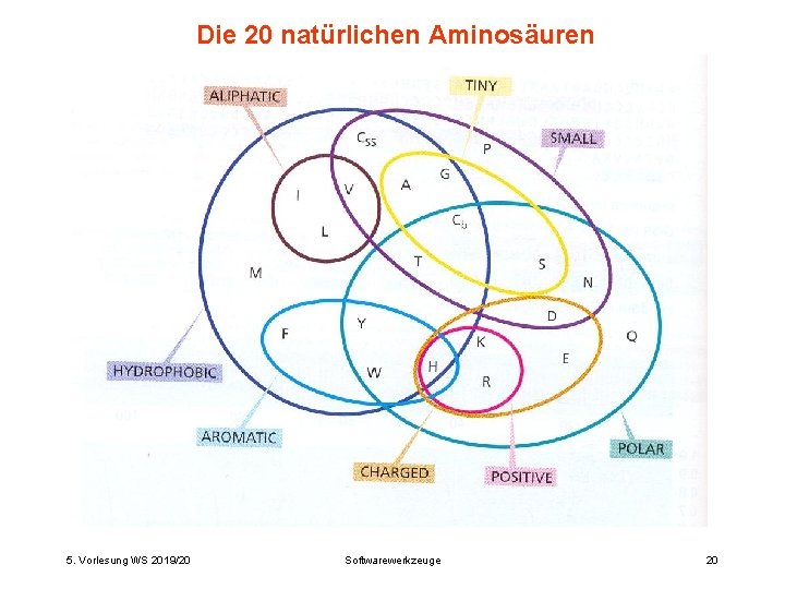 Die 20 natürlichen Aminosäuren 5. Vorlesung WS 2019/20 Softwarewerkzeuge 20 