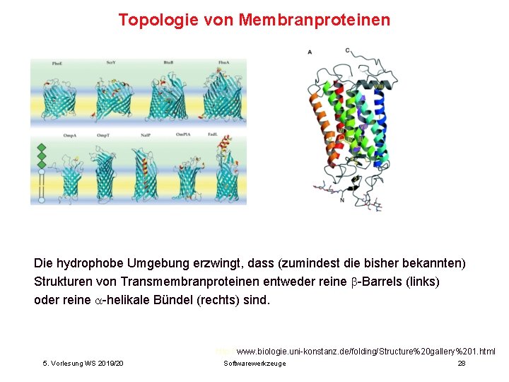 Topologie von Membranproteinen Die hydrophobe Umgebung erzwingt, dass (zumindest die bisher bekannten) Strukturen von