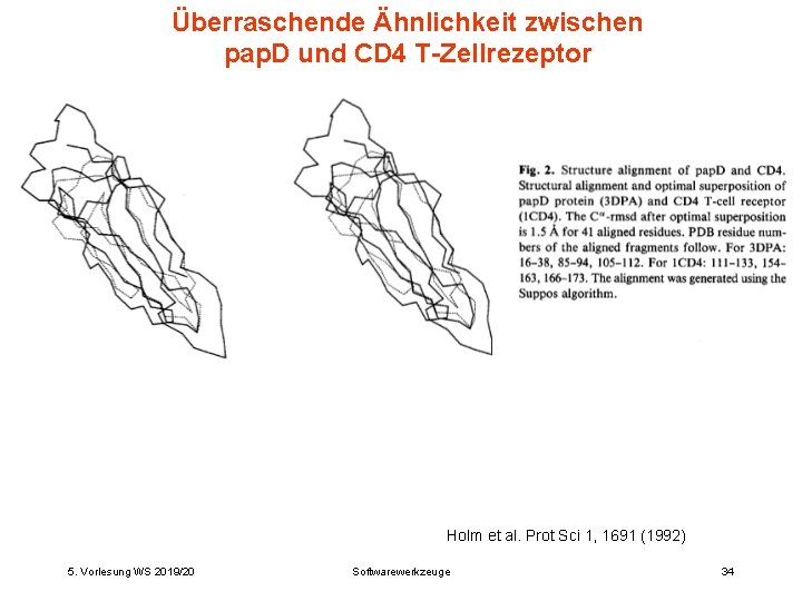 Überraschende Ähnlichkeit zwischen pap. D und CD 4 T-Zellrezeptor Holm et al. Prot Sci