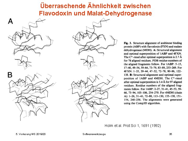 Überraschende Ähnlichkeit zwischen Flavodoxin und Malat-Dehydrogenase Holm et al. Prot Sci 1, 1691 (1992)