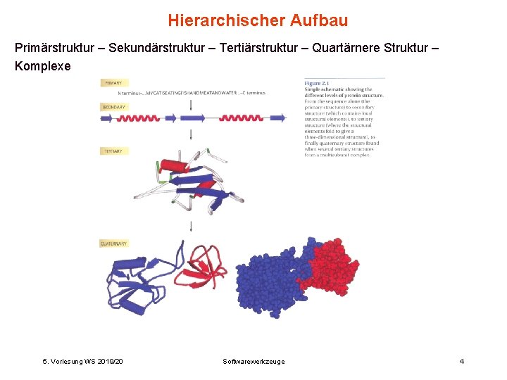 INHALT V 5 Proteinstruktur Sekundrstruktur Hierarchischer Aufbau der