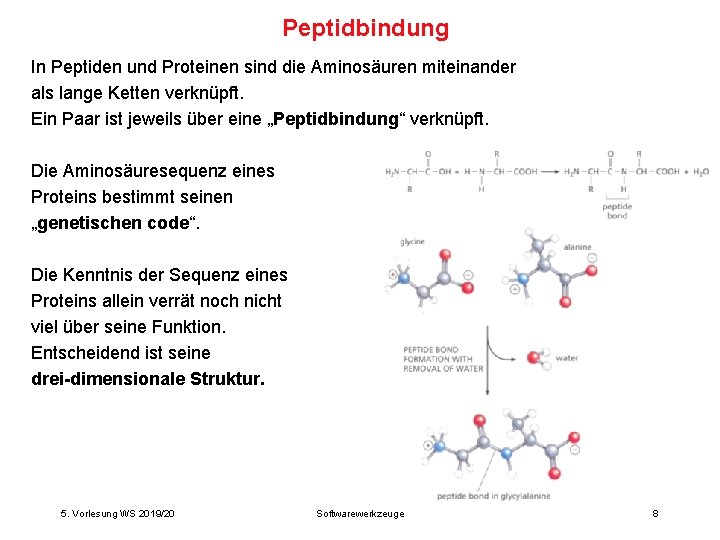 Peptidbindung In Peptiden und Proteinen sind die Aminosäuren miteinander als lange Ketten verknüpft. Ein