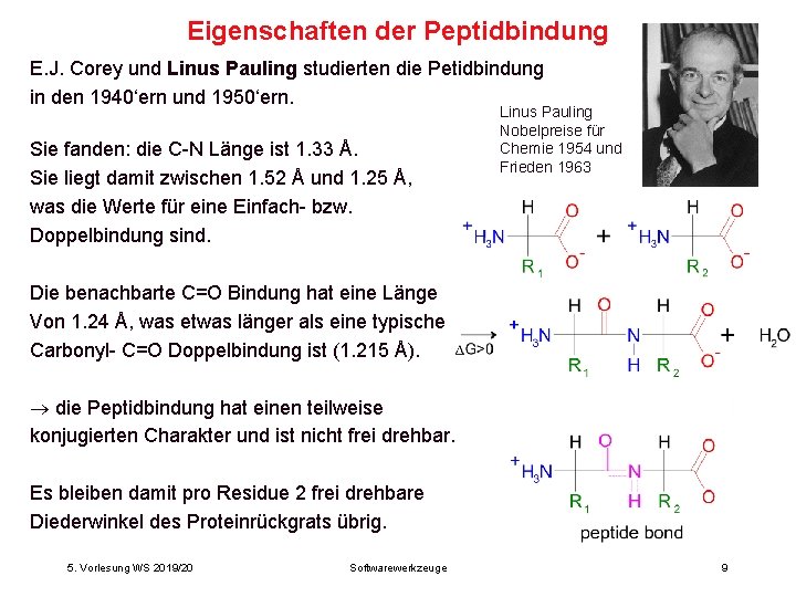 Eigenschaften der Peptidbindung E. J. Corey und Linus Pauling studierten die Petidbindung in den