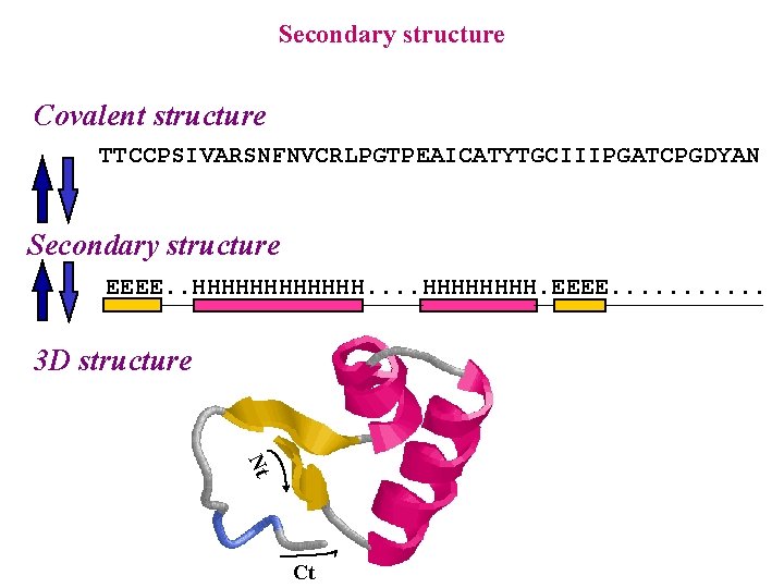 Secondary structure Covalent structure TTCCPSIVARSNFNVCRLPGTPEAICATYTGCIIIPGATCPGDYAN Secondary structure EEEE. . HHHHHH. EEEE. . . 3