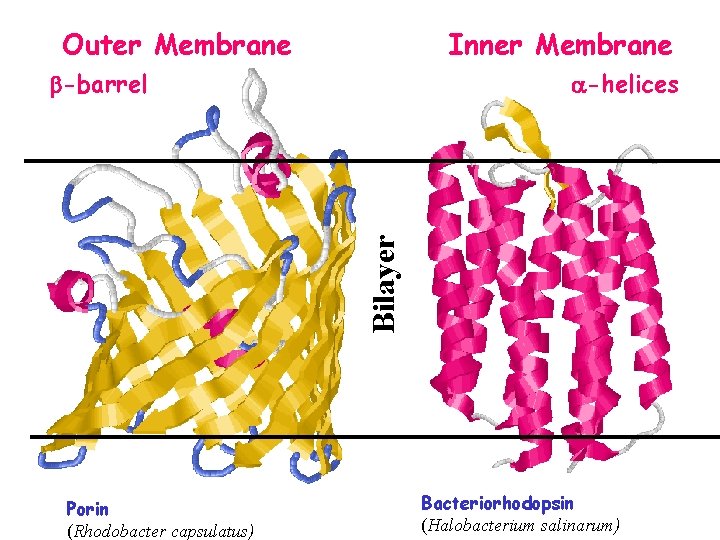 Outer Membrane Inner Membrane -helices Bilayer -barrel Porin (Rhodobacter capsulatus) Bacteriorhodopsin (Halobacterium salinarum) 