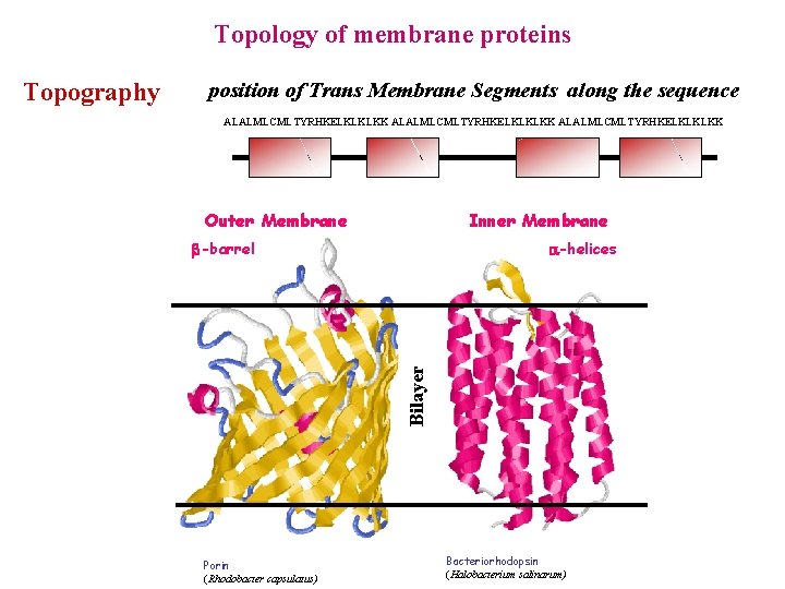 Topology of membrane proteins position of Trans Membrane Segments along the sequence ALALMLCMLTYRHKELKLKLKK Outer