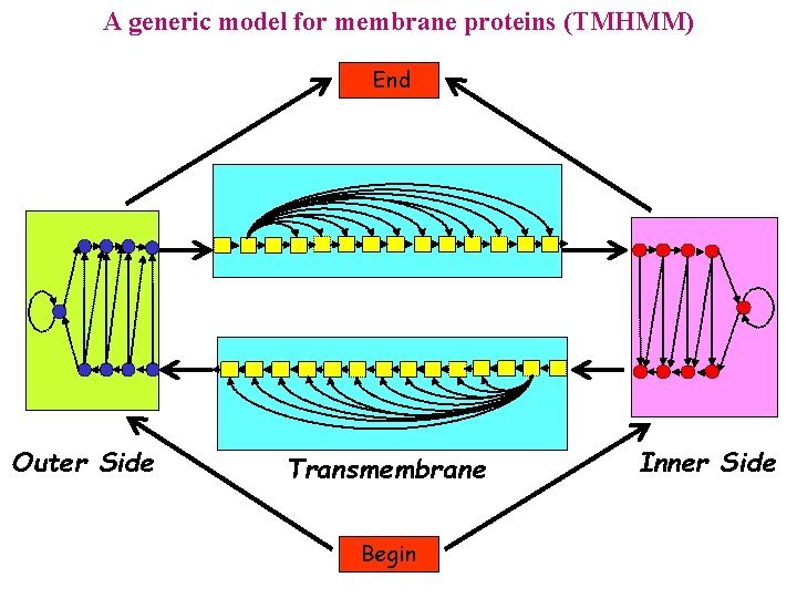 A generic model for membrane proteins (TMHMM) End Outer Side Transmembrane Begin Inner Side