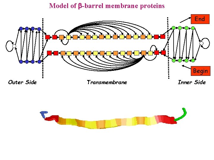 Model of -barrel membrane proteins End Begin Outer Side Transmembrane Inner Side 