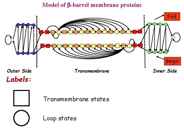 Model of -barrel membrane proteins End Begin Outer Side Labels: Transmembrane states Loop states