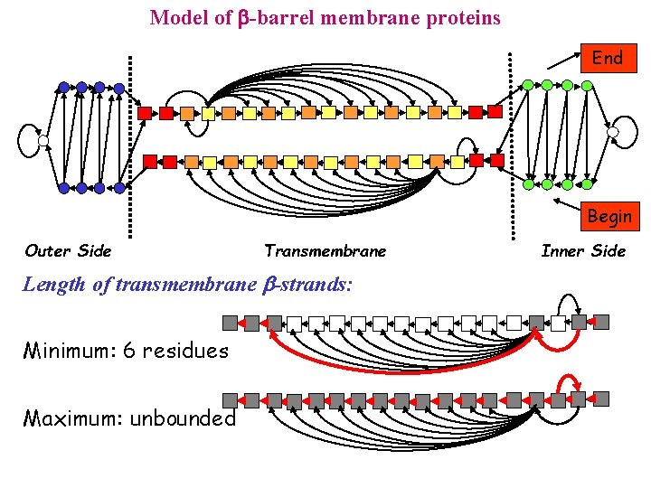 Model of -barrel membrane proteins End Begin Outer Side Transmembrane Length of transmembrane b-strands: