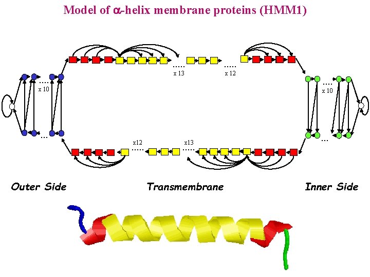 Model of -helix membrane proteins (HMM 1) . . . x 13 x 12