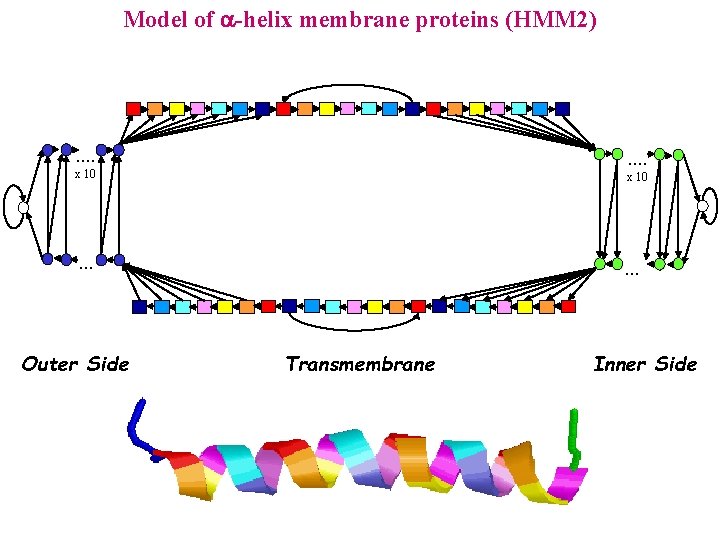 Model of -helix membrane proteins (HMM 2) . . . . x 10 .