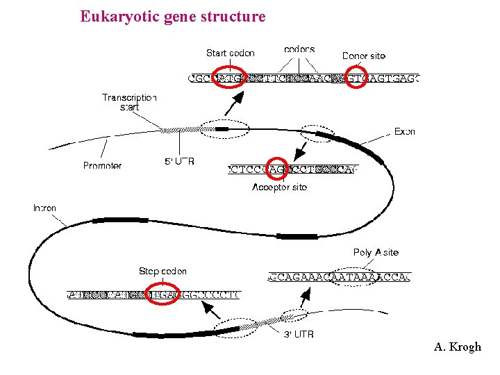 Eukaryotic gene structure A. Krogh 