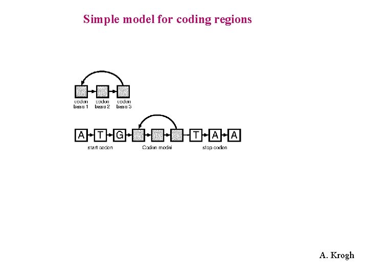 Simple model for coding regions A. Krogh 