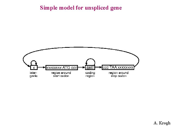Simple model for unspliced gene A. Krogh 