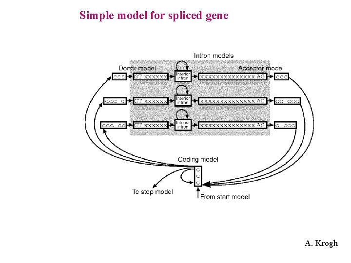 Simple model for spliced gene A. Krogh 