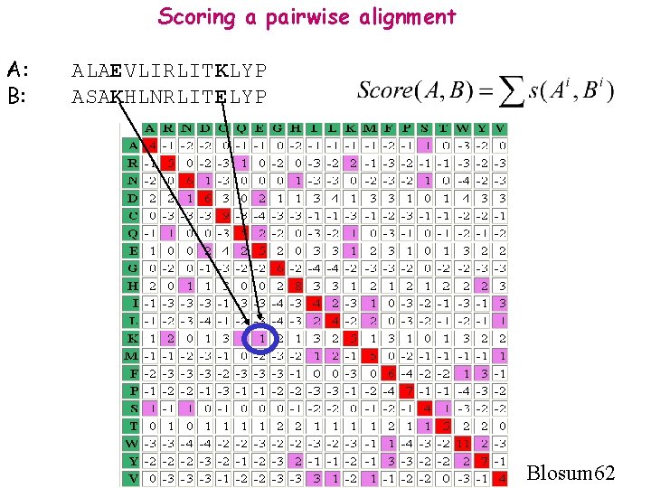 Scoring a pairwise alignment A: B: ALAEVLIRLITKLYP ASAKHLNRLITELYP Blosum 62 