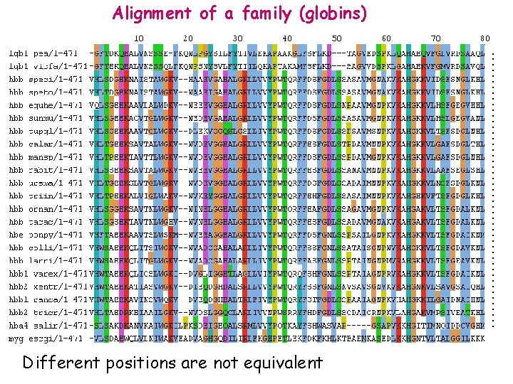 ……………………. Alignment of a family (globins) Different positions are not equivalent 
