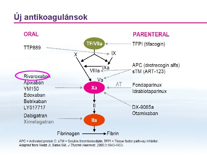 Új antikoagulánsok Új antikoagulánsok