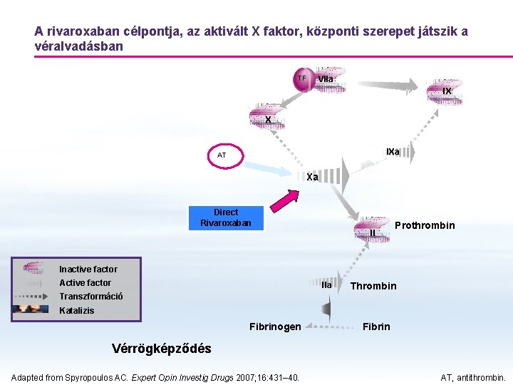 A rivaroxaban célpontja, az aktivált X faktor, központi szerepet játszik a véralvadásban TF VIIa A rivaroxaban célpontja, az aktivált X faktor, központi szerepet játszik a véralvadásban TF VIIa