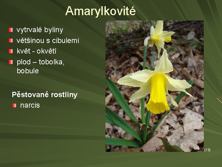 Amarylkovité vytrvalé byliny většinou s cibulemi květ - okvětí plod – tobolka, bobule Pěstované