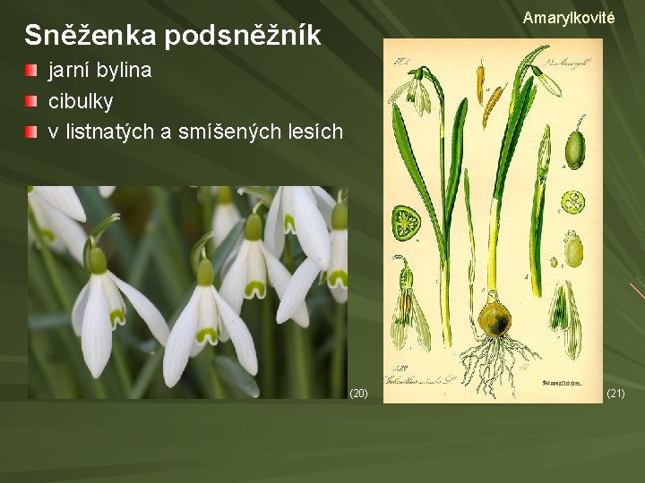 Amarylkovité Sněženka podsněžník jarní bylina cibulky v listnatých a smíšených lesích (20) (21) 