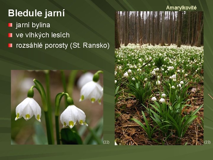 Amarylkovité Bledule jarní bylina ve vlhkých lesích rozsáhlé porosty (St. Ransko) (22) (23) 