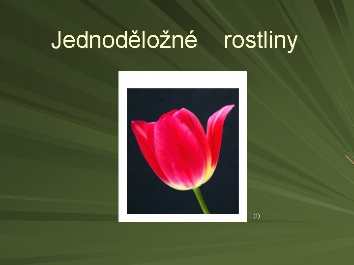 Jednoděložné rostliny (1) 