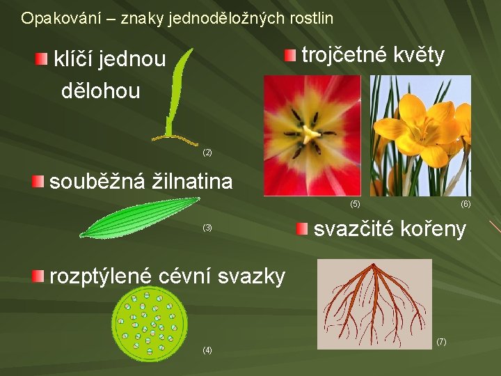 Opakování – znaky jednoděložných rostlin trojčetné květy klíčí jednou dělohou (2) souběžná žilnatina (6)