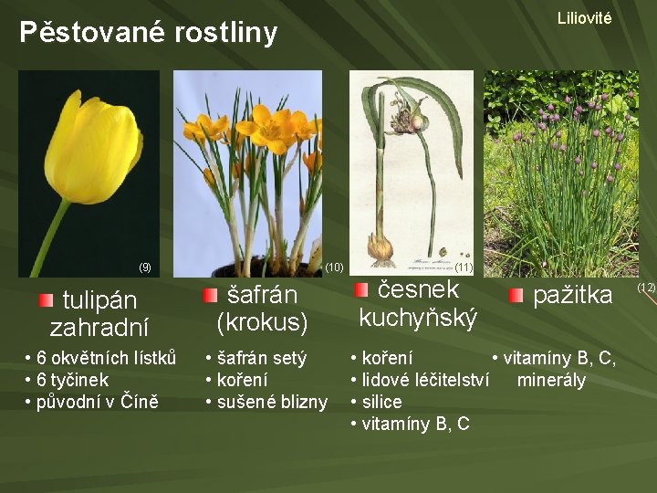 Liliovité Pěstované rostliny (9) (10) tulipán zahradní šafrán (krokus) • 6 okvětních lístků •