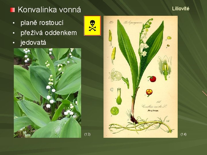 Konvalinka vonná Liliovité • planě rostoucí • přežívá oddenkem • jedovatá (13) (14) 