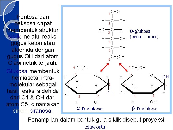 Pentosa dan heksosa dapat membentuk struktur siklik melalui reaksi gugus keton atau aldehida dengan