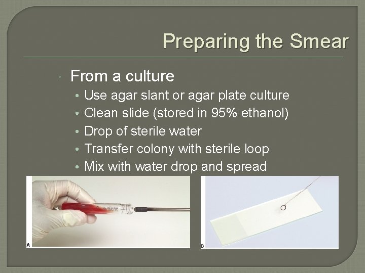 Preparing the Smear From a culture • • • Use agar slant or agar