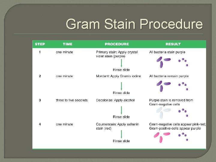 Gram Stain Procedure 