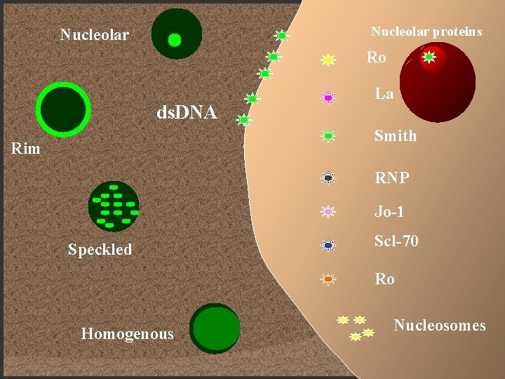 Nucleolar proteins Nucleolar Ro ds. DNA La Smith Rim RNP Jo-1 Speckled Scl-70 Ro