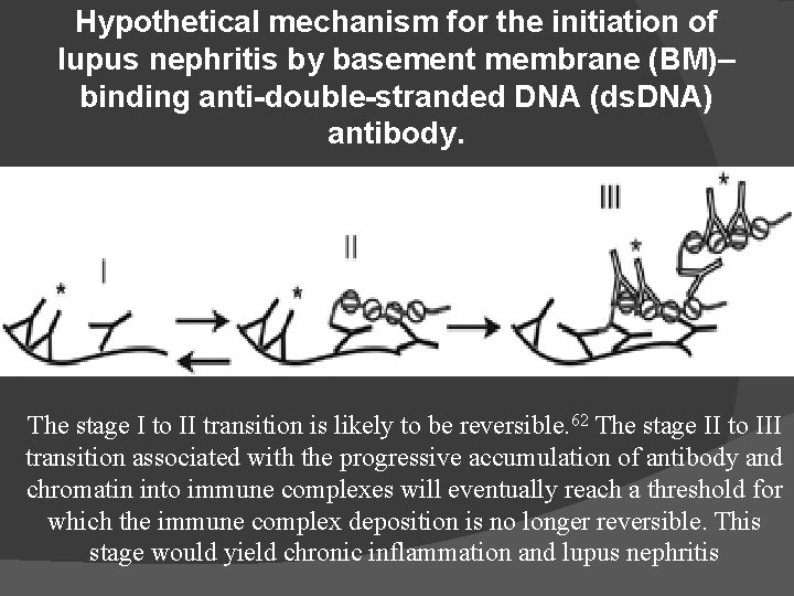 Hypothetical mechanism for the initiation of lupus nephritis by basement membrane (BM)– binding anti-double-stranded