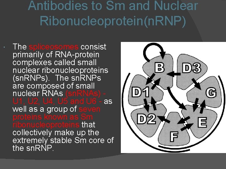 Antibodies to Sm and Nuclear Ribonucleoprotein(n. RNP) The spliceosomes consist primarily of RNA-protein complexes