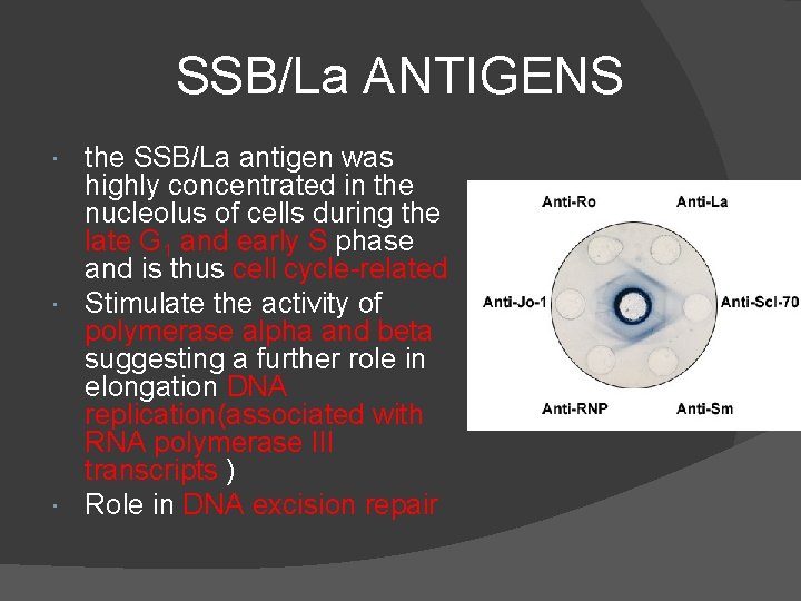 SSB/La ANTIGENS the SSB/La antigen was highly concentrated in the nucleolus of cells during