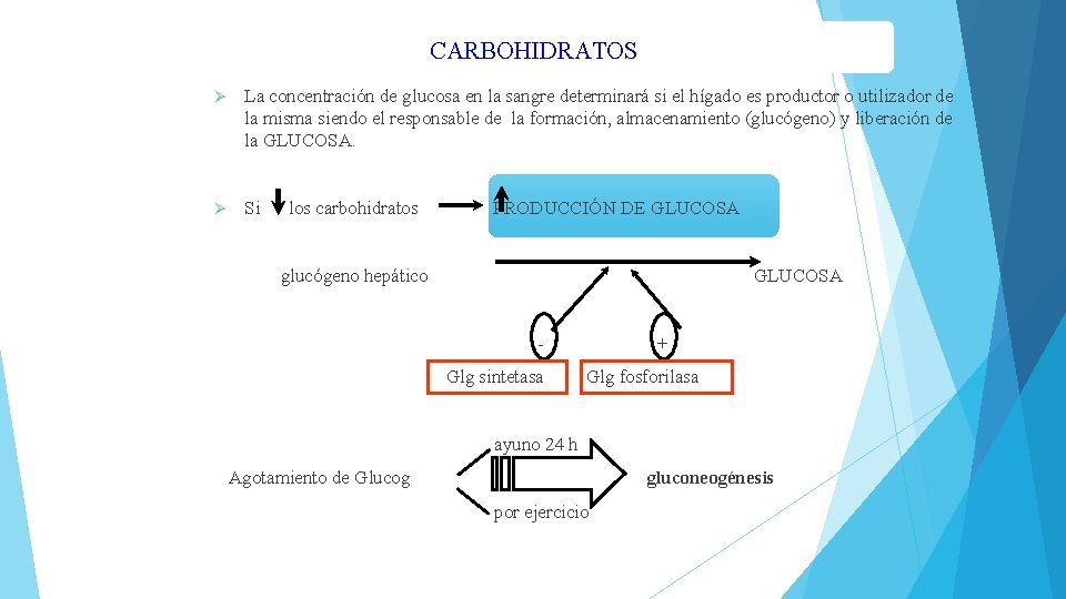 CARBOHIDRATOS Ø La concentración de glucosa en la sangre determinará si el hígado es