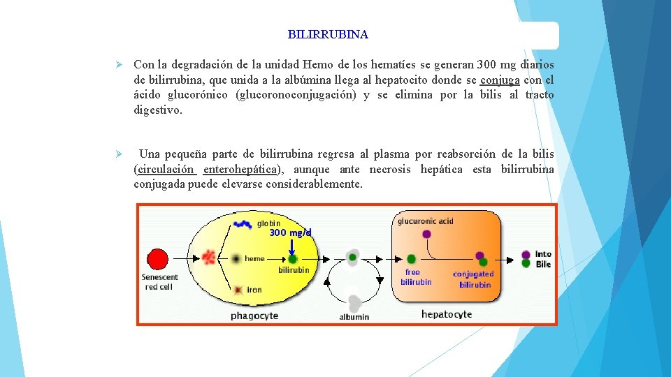 BILIRRUBINA Ø Con la degradación de la unidad Hemo de los hematíes se generan