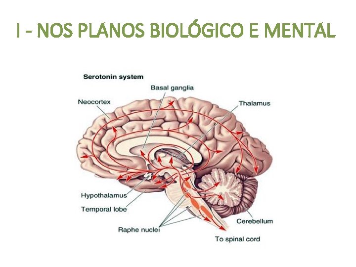 I - NOS PLANOS BIOLÓGICO E MENTAL 