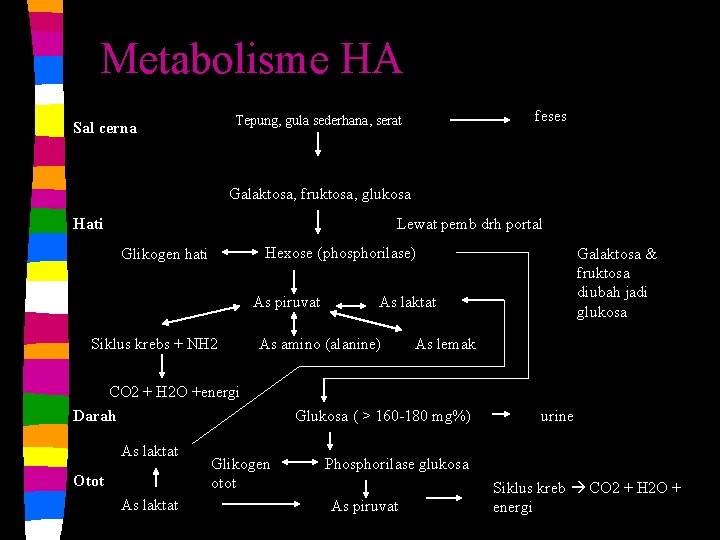 Metabolisme HA feses Tepung, gula sederhana, serat Sal cerna Galaktosa, fruktosa, glukosa Hati Lewat