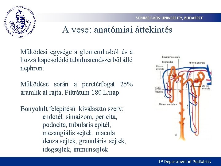SEMMELWEIS UNIVERSITY, BUDAPEST A vese: anatómiai áttekintés Működési egysége a glomerulusból és a hozzá