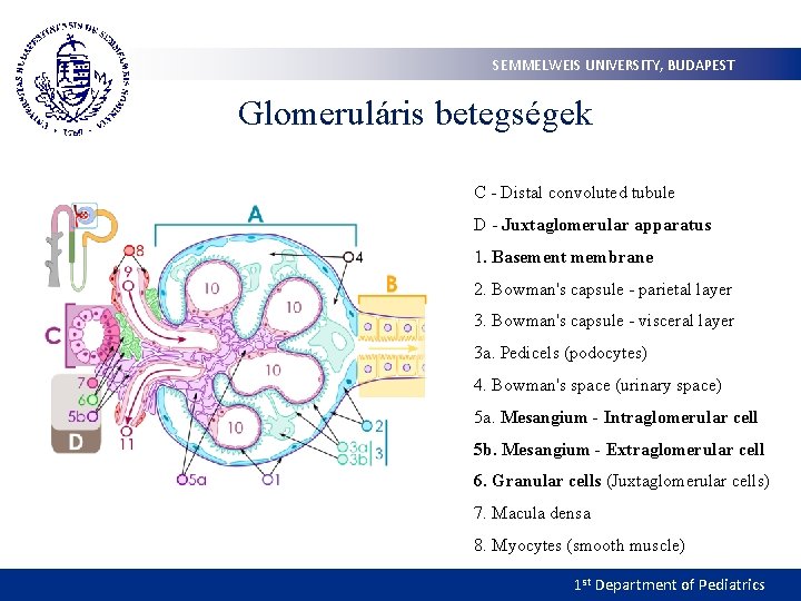 SEMMELWEIS UNIVERSITY, BUDAPEST Glomeruláris betegségek C - Distal convoluted tubule D - Juxtaglomerular apparatus